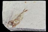 Cretaceous Fossil Fish (Armigatus) - Lebanon #70033-1
